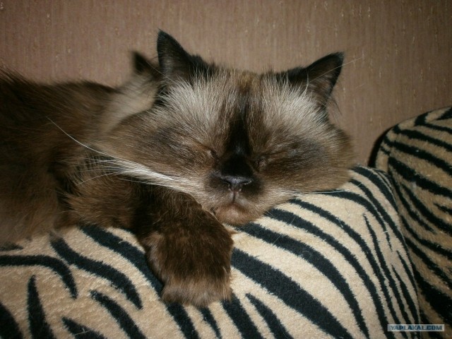 Котовторник 10.04.2012