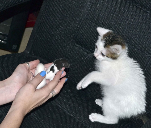 Котовторник 1 мая 2012