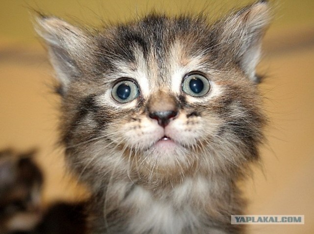 Котовторник 22.05.2012