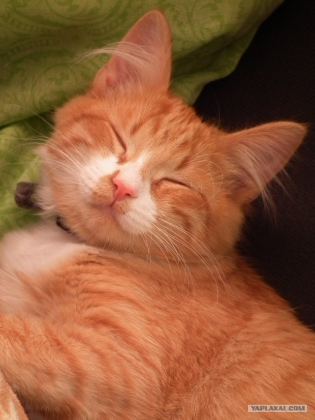 Котовторник   5.06.2012