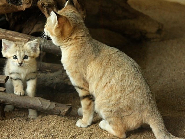 Барханная кошка, и барханный котенок