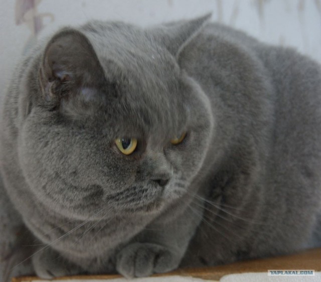 Котовторник 24.07.2012