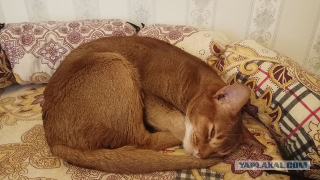 Кошки, которые заснули в самых невообразимых позах