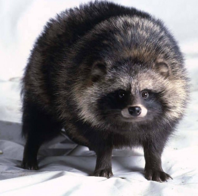Живность из сети