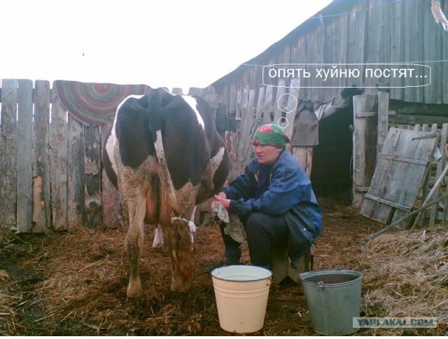 Как развлекаются доярки на ферме