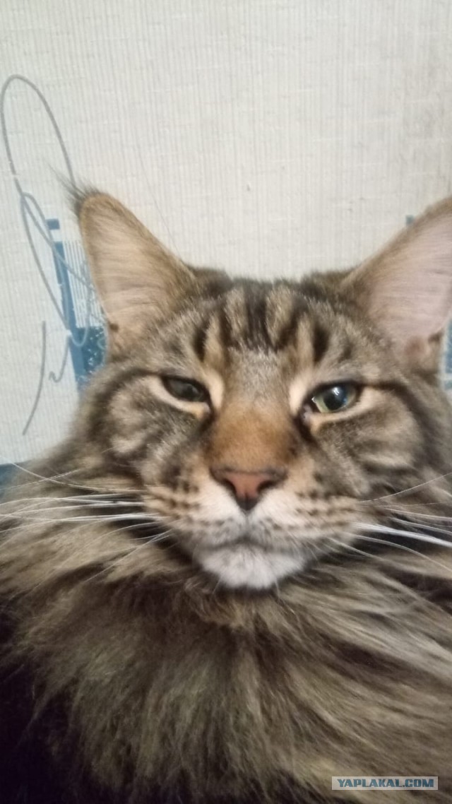 Химические котоэлементы