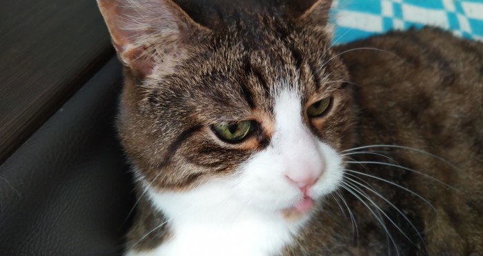 Реакция кота на расческу