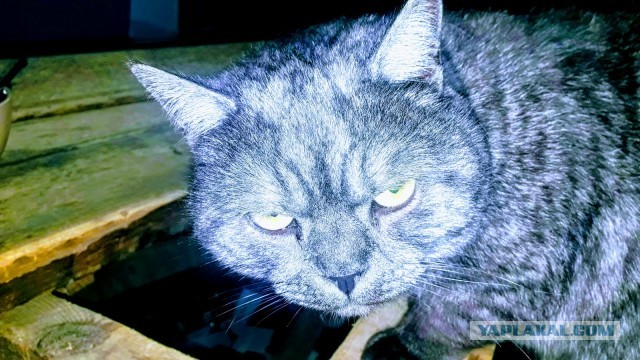 Отданные даром. К котовторнику