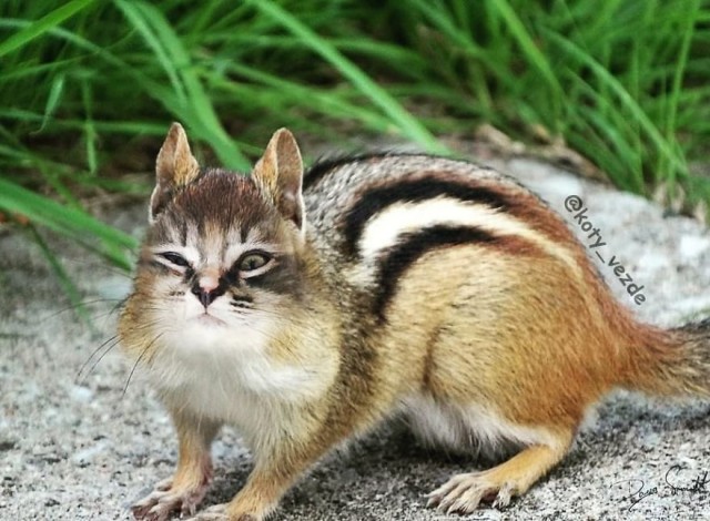 Коты везде