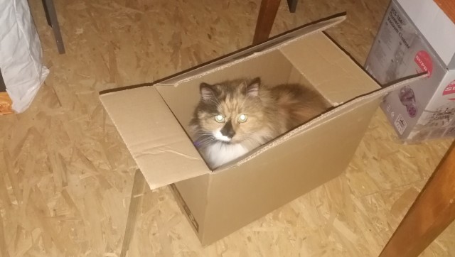 Давайте по котикам, которые с нами на самоизоляции