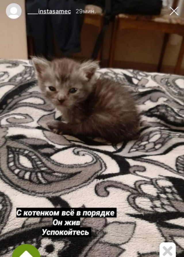 Живодеры издевались над котятами