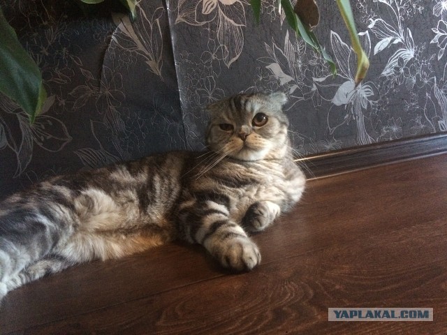Рабы ничтожные.
