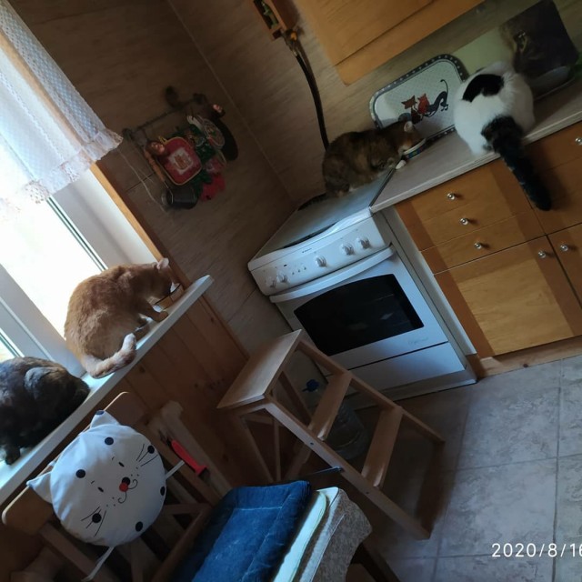 Эти забавные животные
