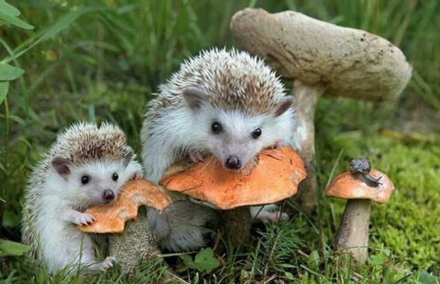 Эти забавные животные