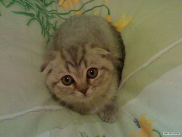 Сонная кошка