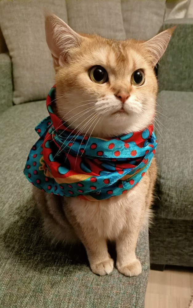 Кот Василий