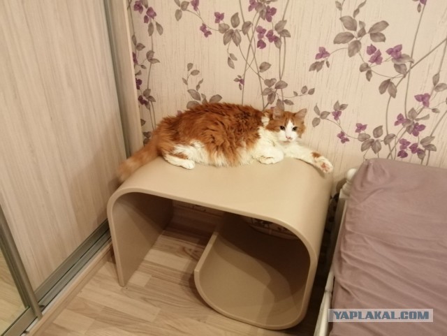 Котовторник. Поговорим о кличках, друзья