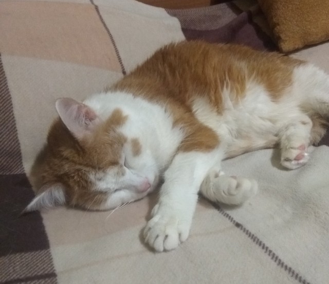 Погнали! С котовторником, други!