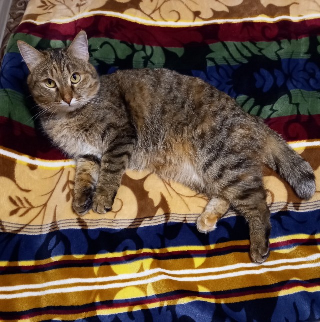 Последний котовторник лета