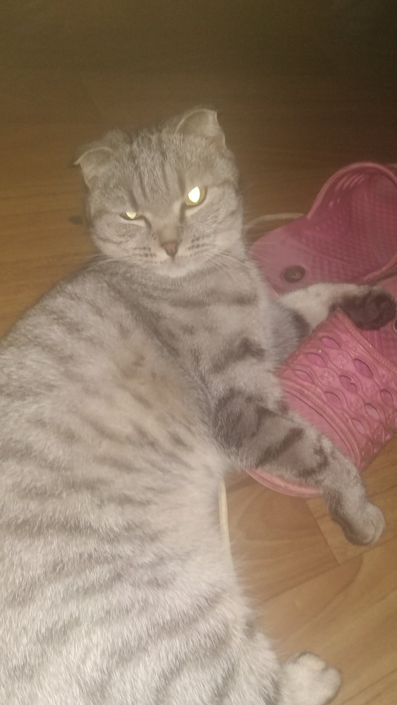 Котовторник