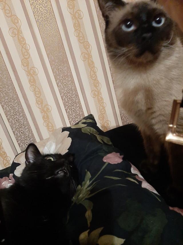 Солнце котовторника уже встало, Господа!