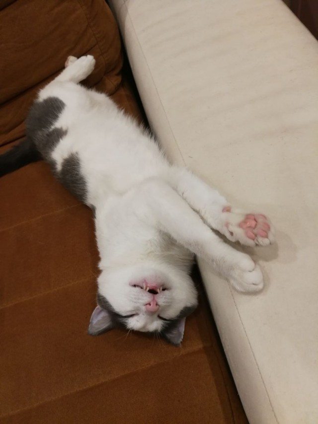 Первый котовторник 2022
