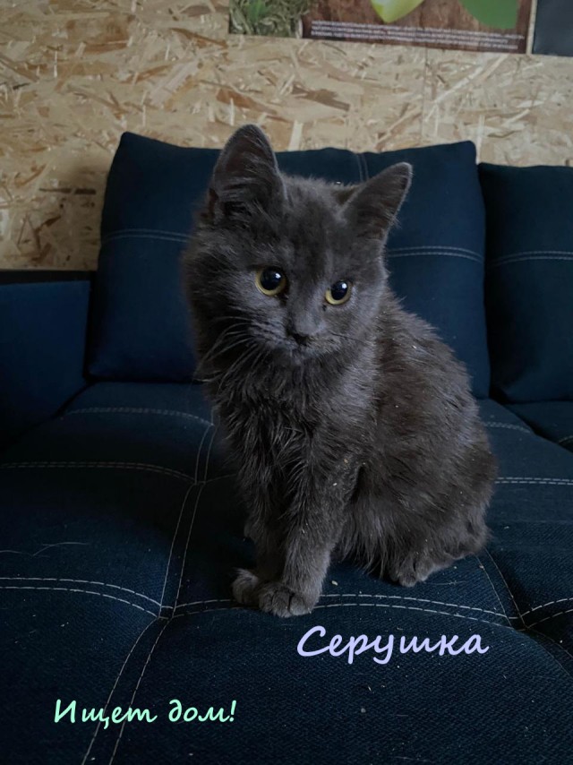 Жизнь домашнего приюта "Котоленд" 320