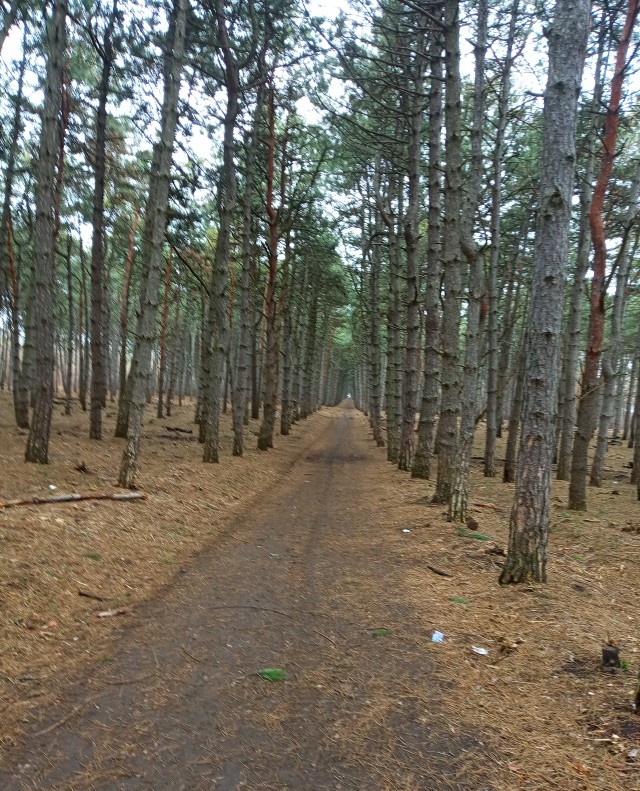 Пандемия. Коронавирус. Россия и мир. Часть 30.