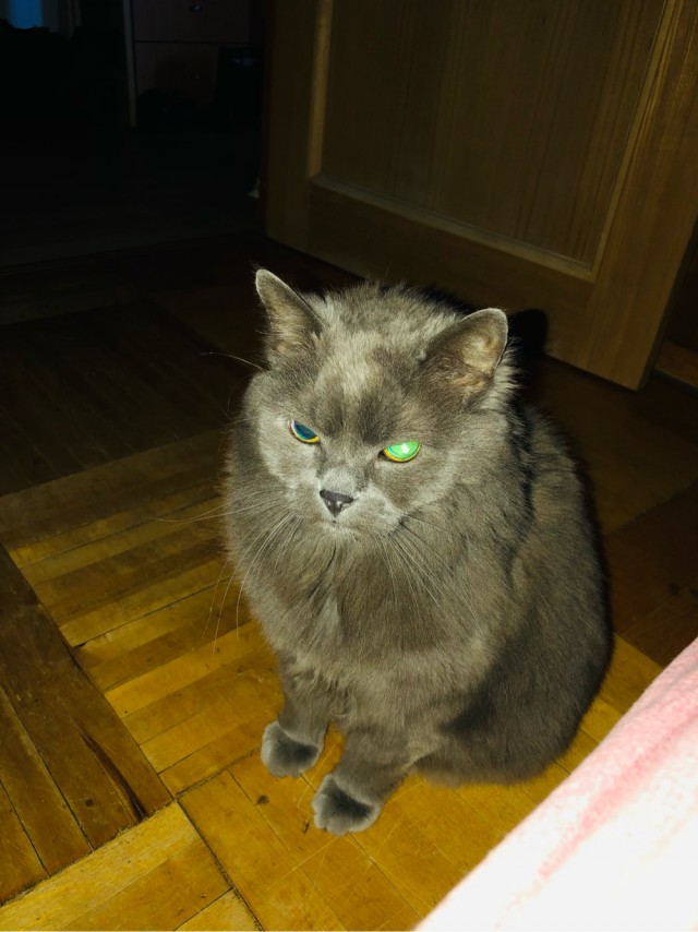 Ну, поехали в котоввторник!