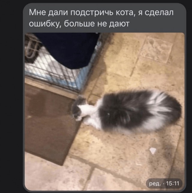 Начинающий грумер