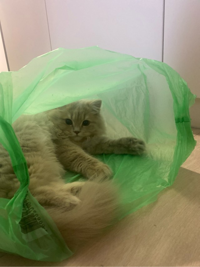А у нас сегодня кошка родила вчера котят