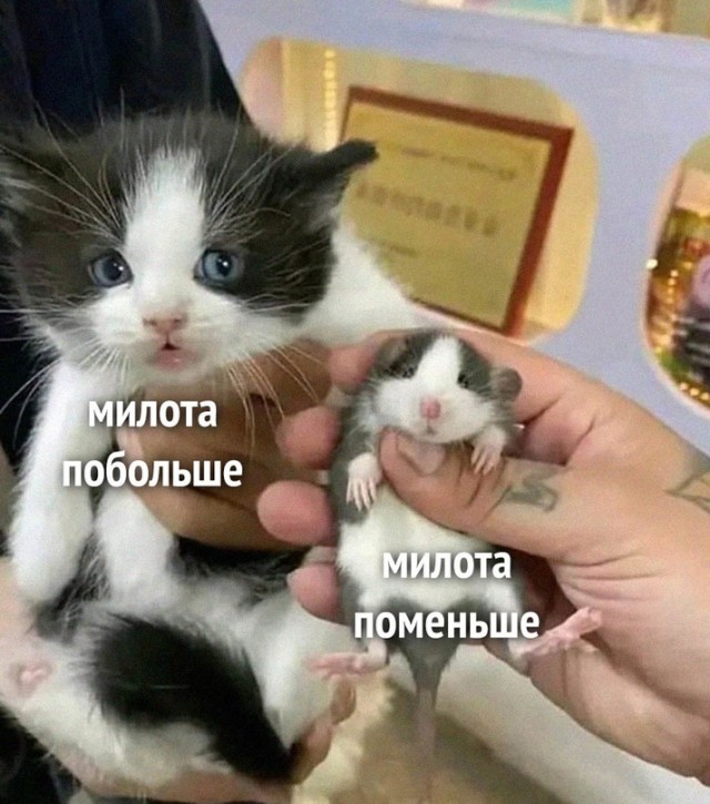 Картинки и мемы для настроения - 11
