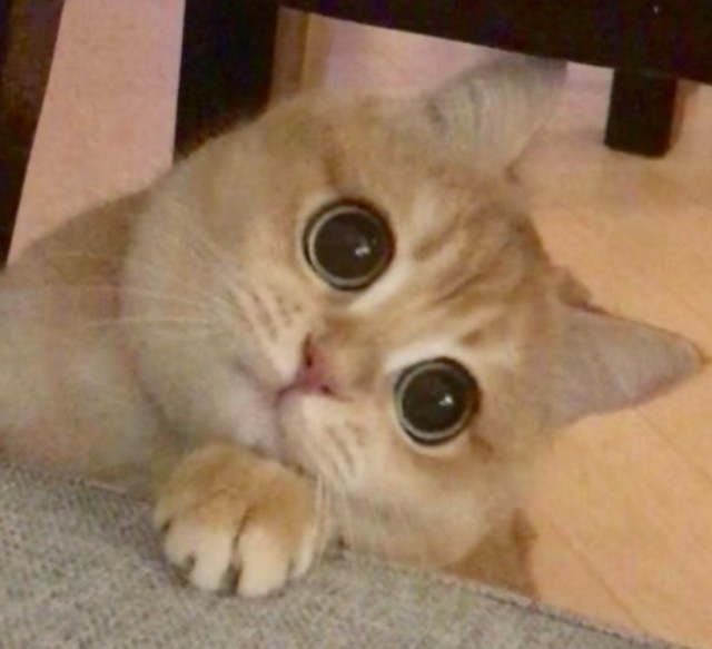 Развлекуха для кота