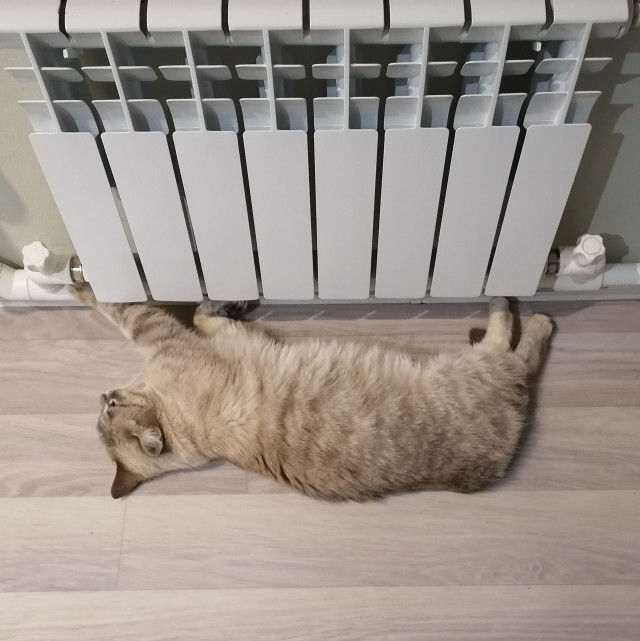 Котовторник 1.11.22