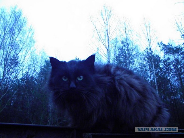Жизнь домашнего приюта для котеек 435