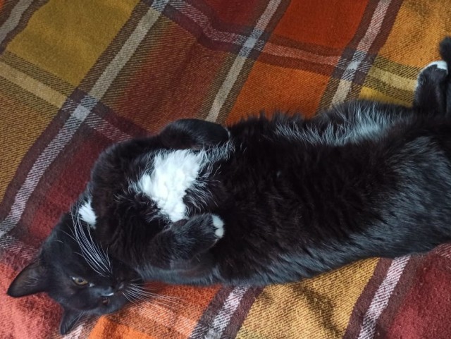 Котофторниг