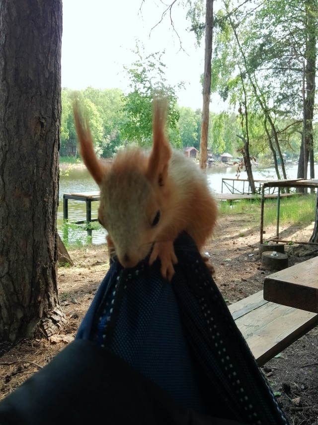 Выздоровление рыжего беса