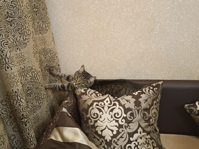 Ко-шко-втор-ник!