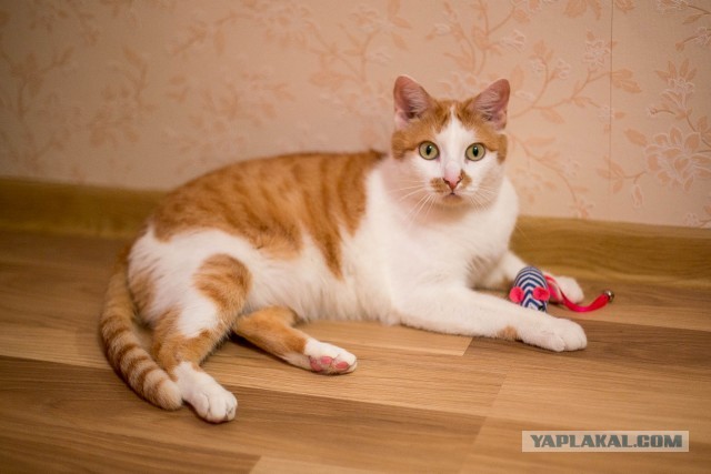 Котовторник 16.04.2013
