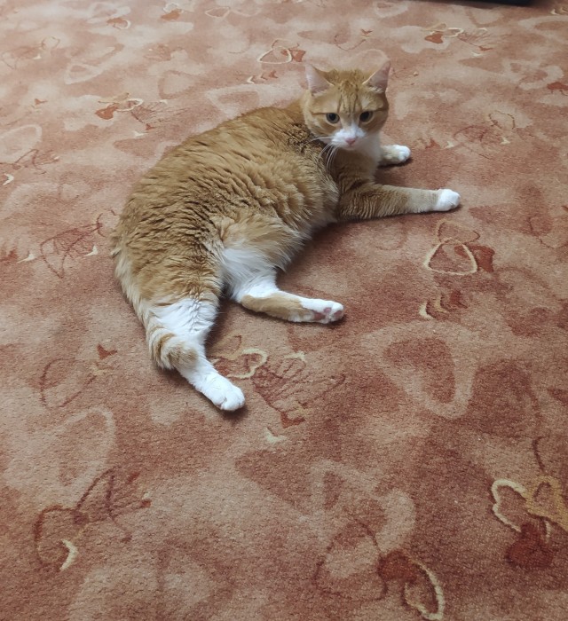 Котовторник Рыжих