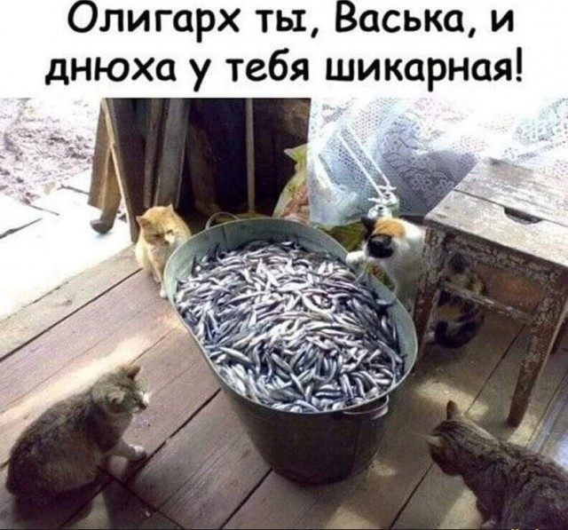 Весёлый полтишок 26.10.23