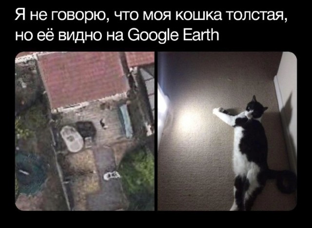 Жизнь домашнего приюта "Котоленд" 414