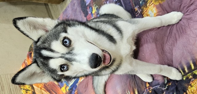 Эх, собакочетверг же