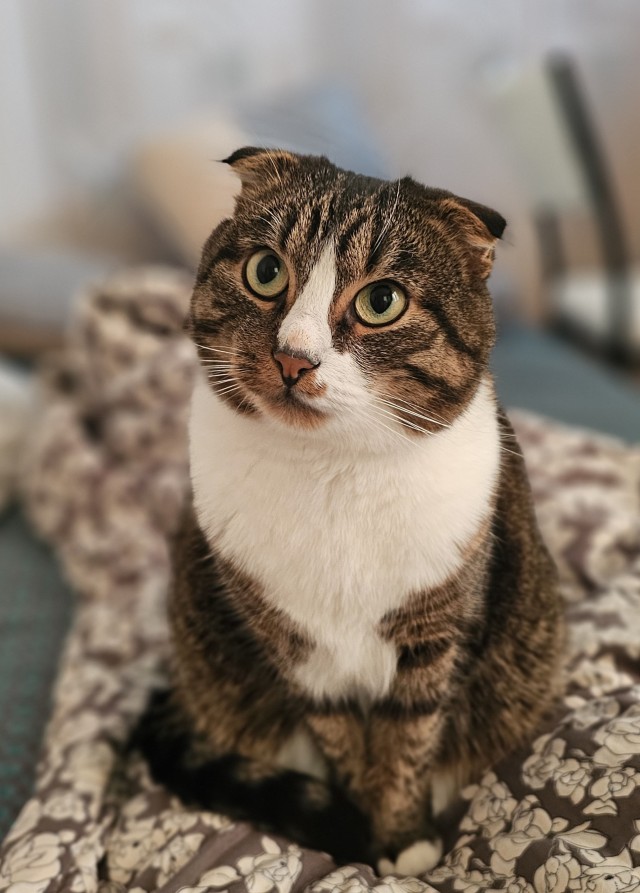 Толстые коты