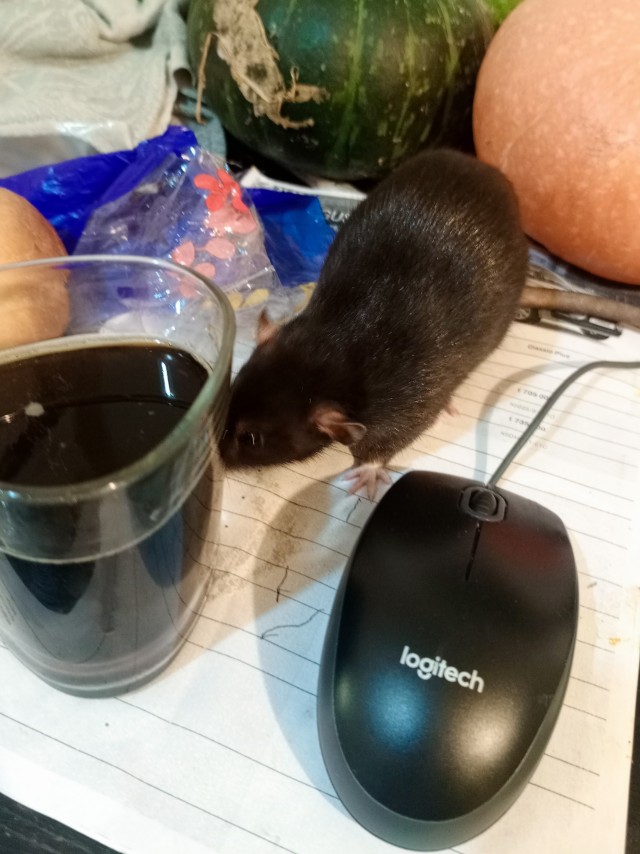 Её зовут Проша