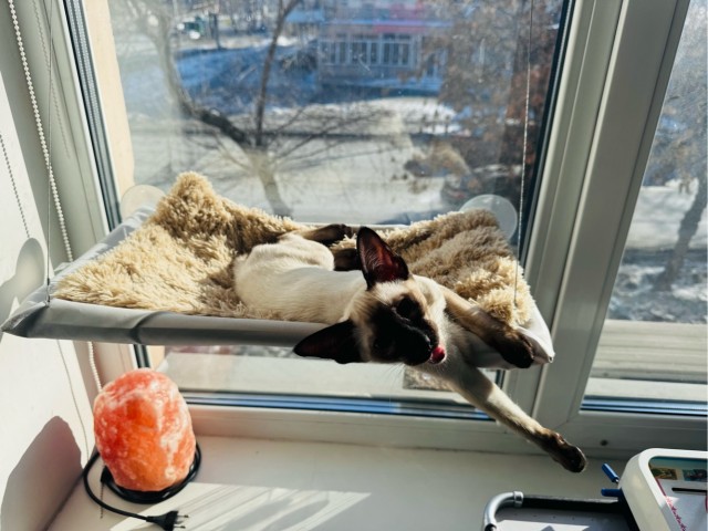 Милота в гамаке