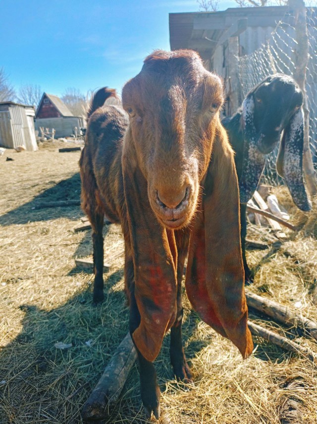 Веселая ферма: Забава. Знакомство