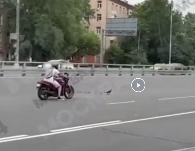 Утки дерзко напали на москвича, который хотел помочь им перейти дорогу