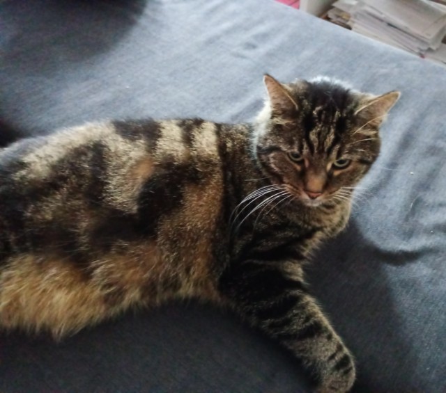 Котовторник