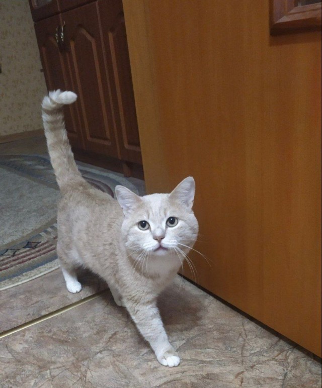 Кошка, друг человека